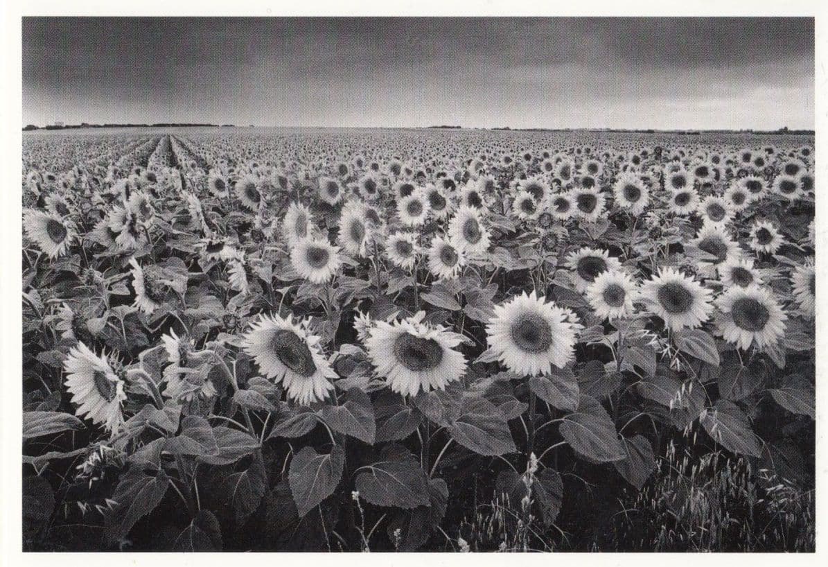 Foule de Tournesols Flowers France Philippe Peche Award Photograph Postcard