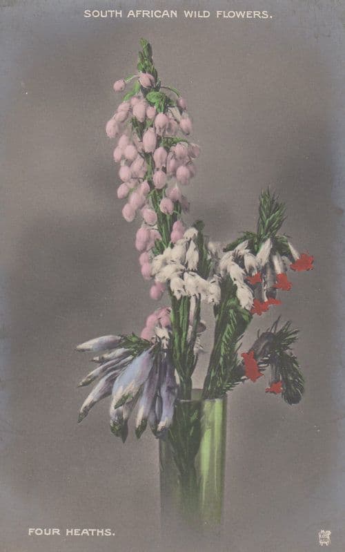 Four Heaths South African Wild Flowers Postcard