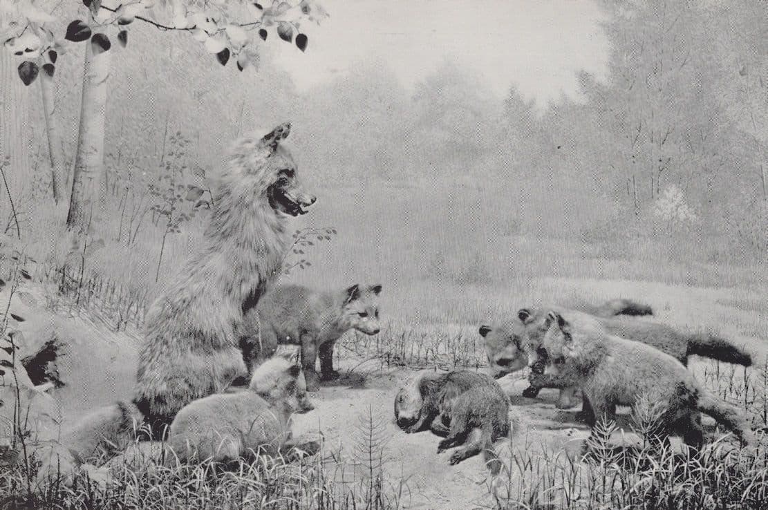 Fox Group Canadian Model Waxwork Exhibit Foxes Postcard