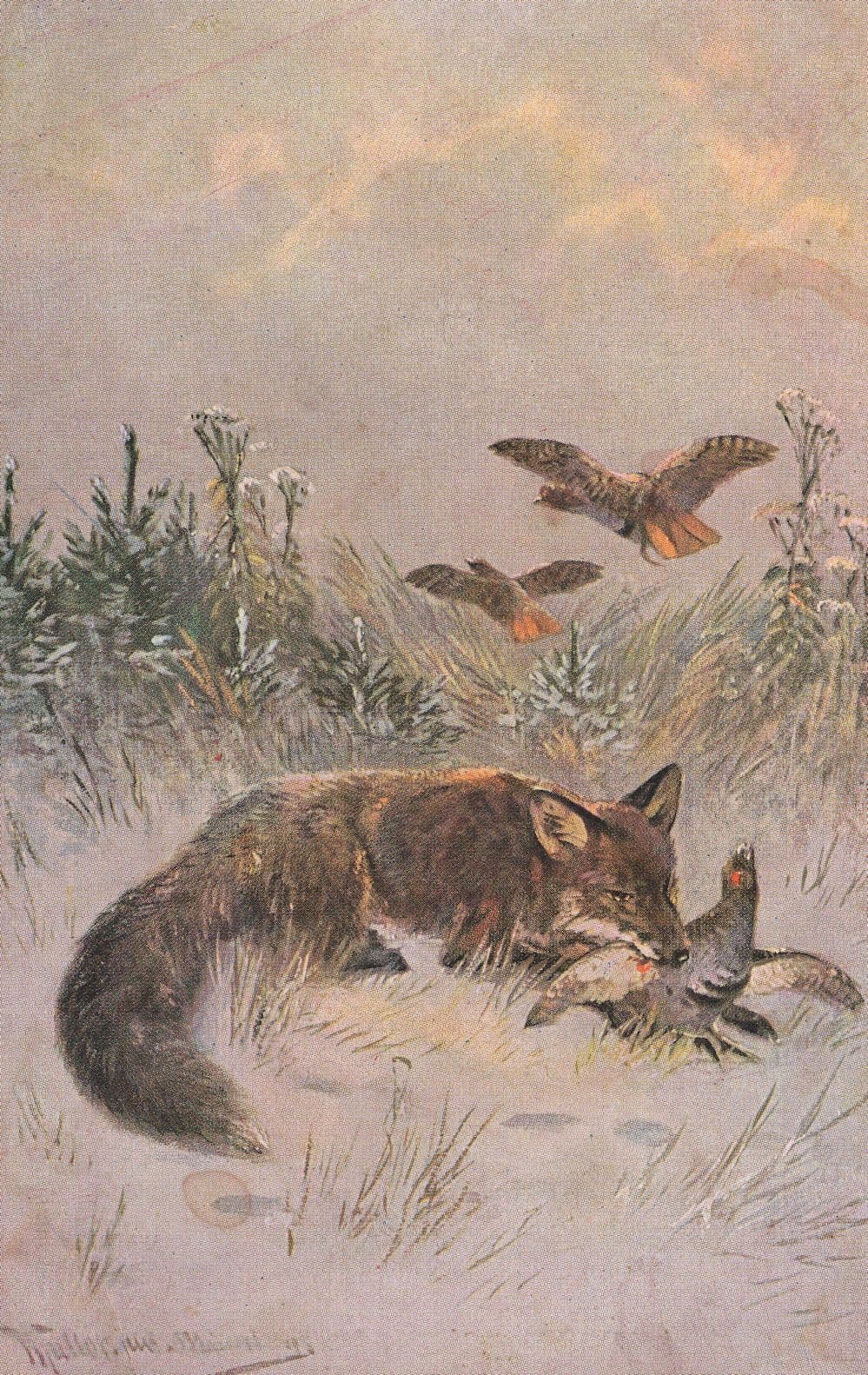 Fox Wolf Tearing Birds Wing Eating Blood Sports Painting Postcard