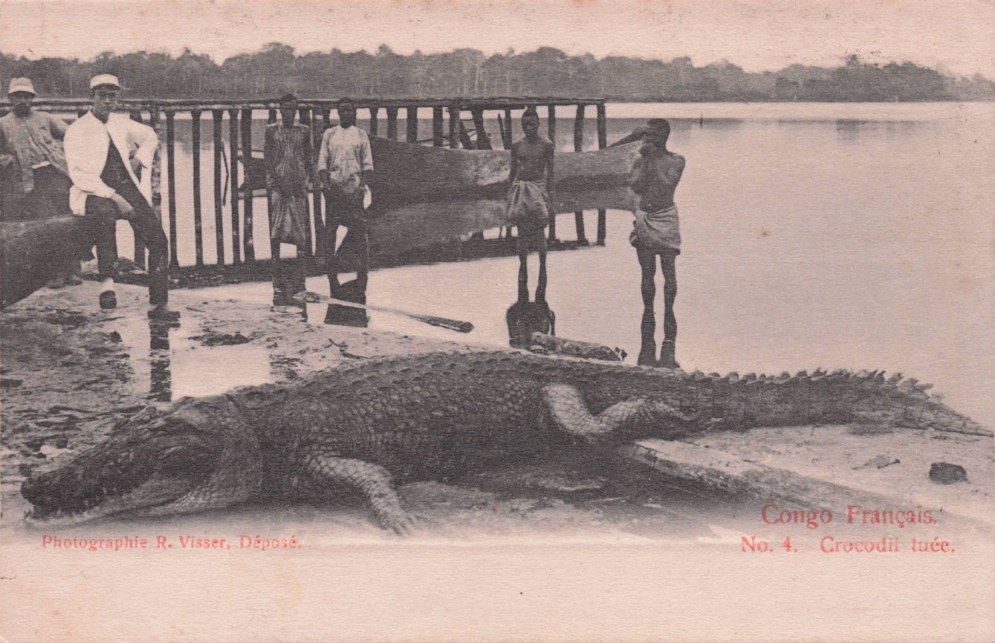 French Congo Francais Antique Crocodile Animal Hunting Postcard