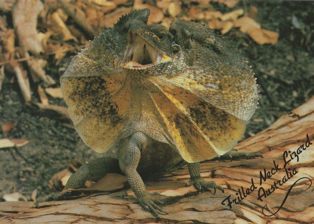 Frilled Neck Lizard Australian Postcard