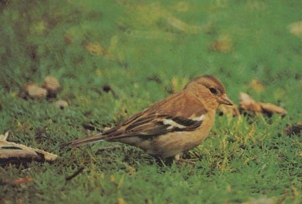 Fringuello Italian Rare Bird Postcard