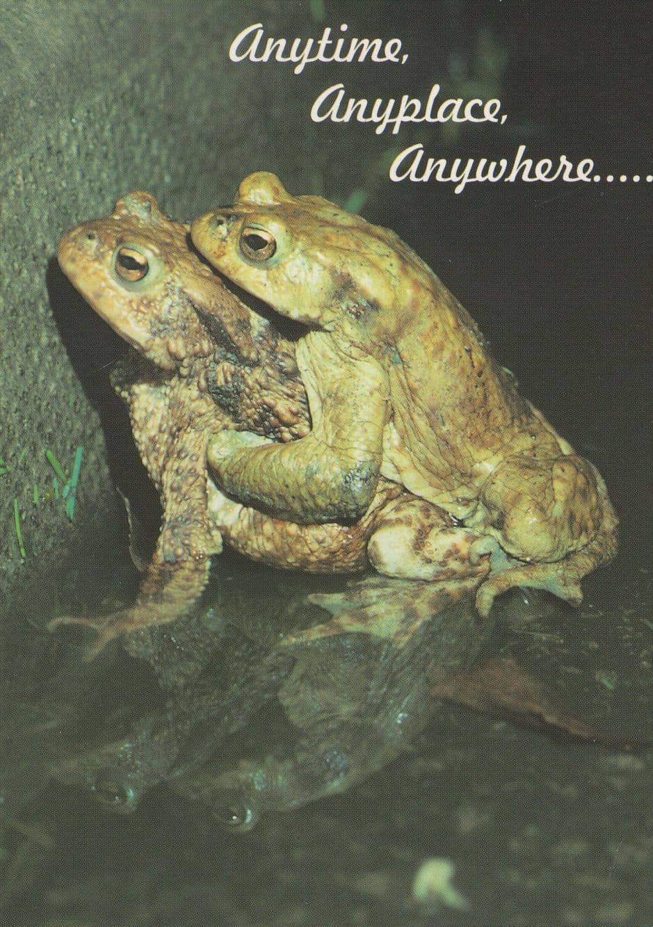 Frogs Animals Making Love Anytime Anyplace Anywhere Postcard