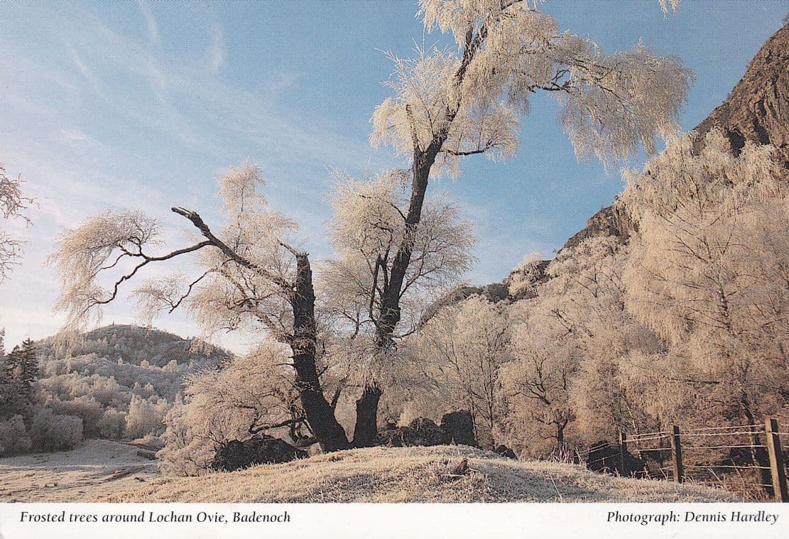 Frosted Trees Winter Badenoch Lachan Ovie Postcard