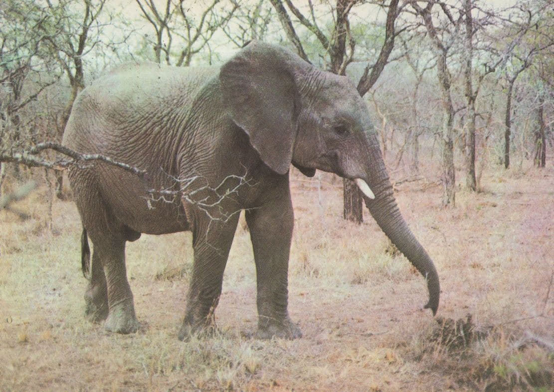 Frowns Elephant at Swaziland Michaya Nature Reserve Postcard
