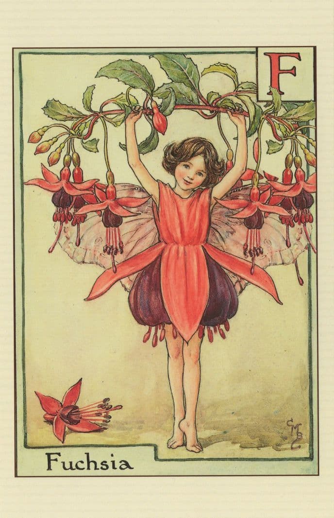 Fuchsia Ferry of Antique Flower Fairies Book Stunning Postcard
