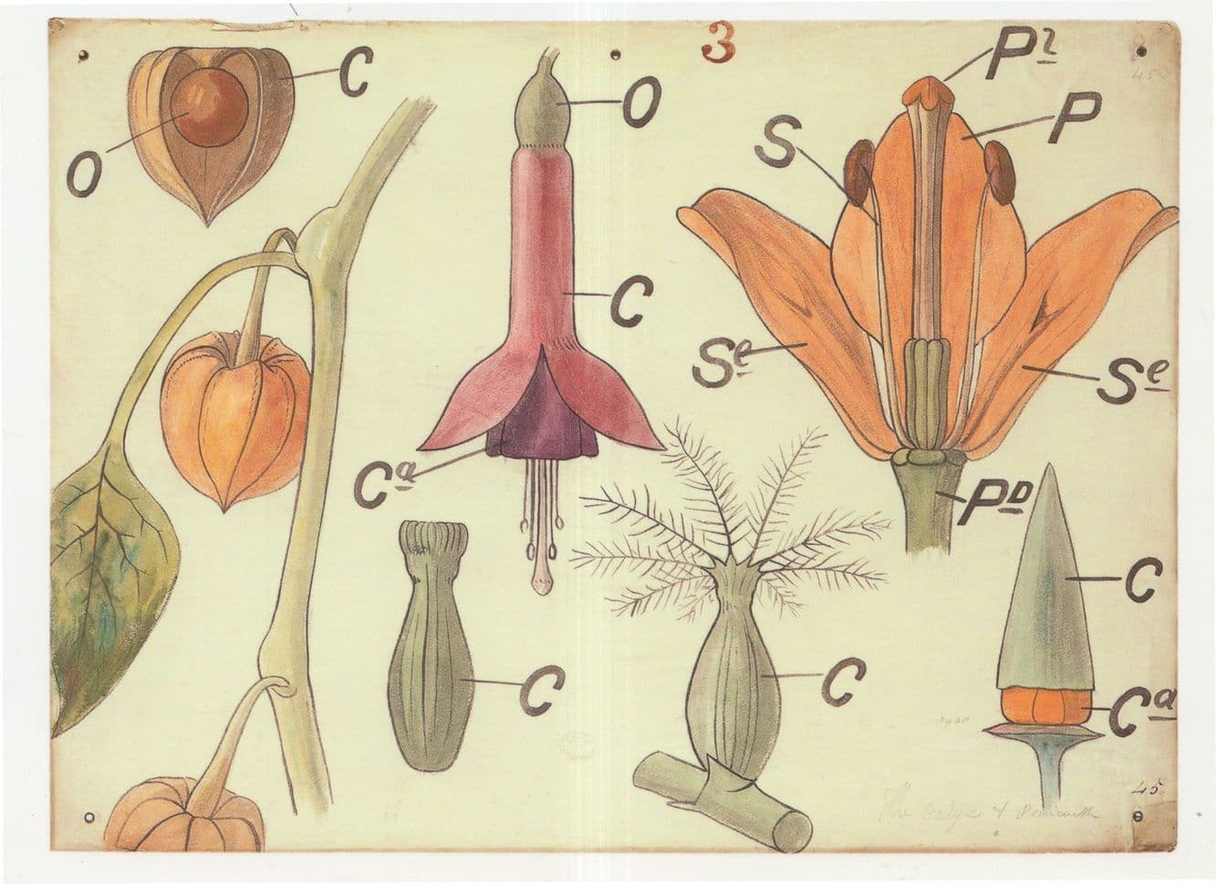 Fuschia Lily & Physalis Botany Victorian Flower Lecture Painting Postcard