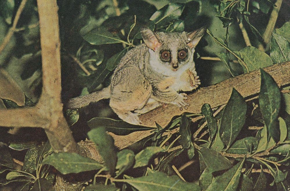 Galagos Bush Babies Loris Type Animals Uganda Postcard