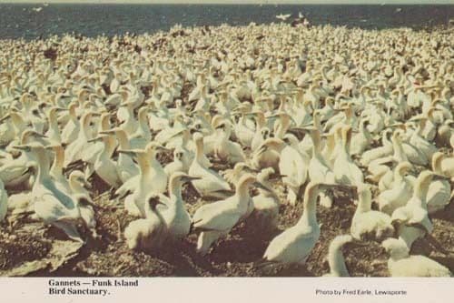 Gannets Gannet Sanctuary Zoo Funk Island Rare Bird Postcard