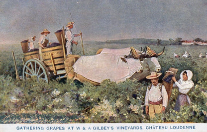 Gathering Grapes Gilbey's Vineyards Wine From 1908 Franco Exhibition Wine Postcard