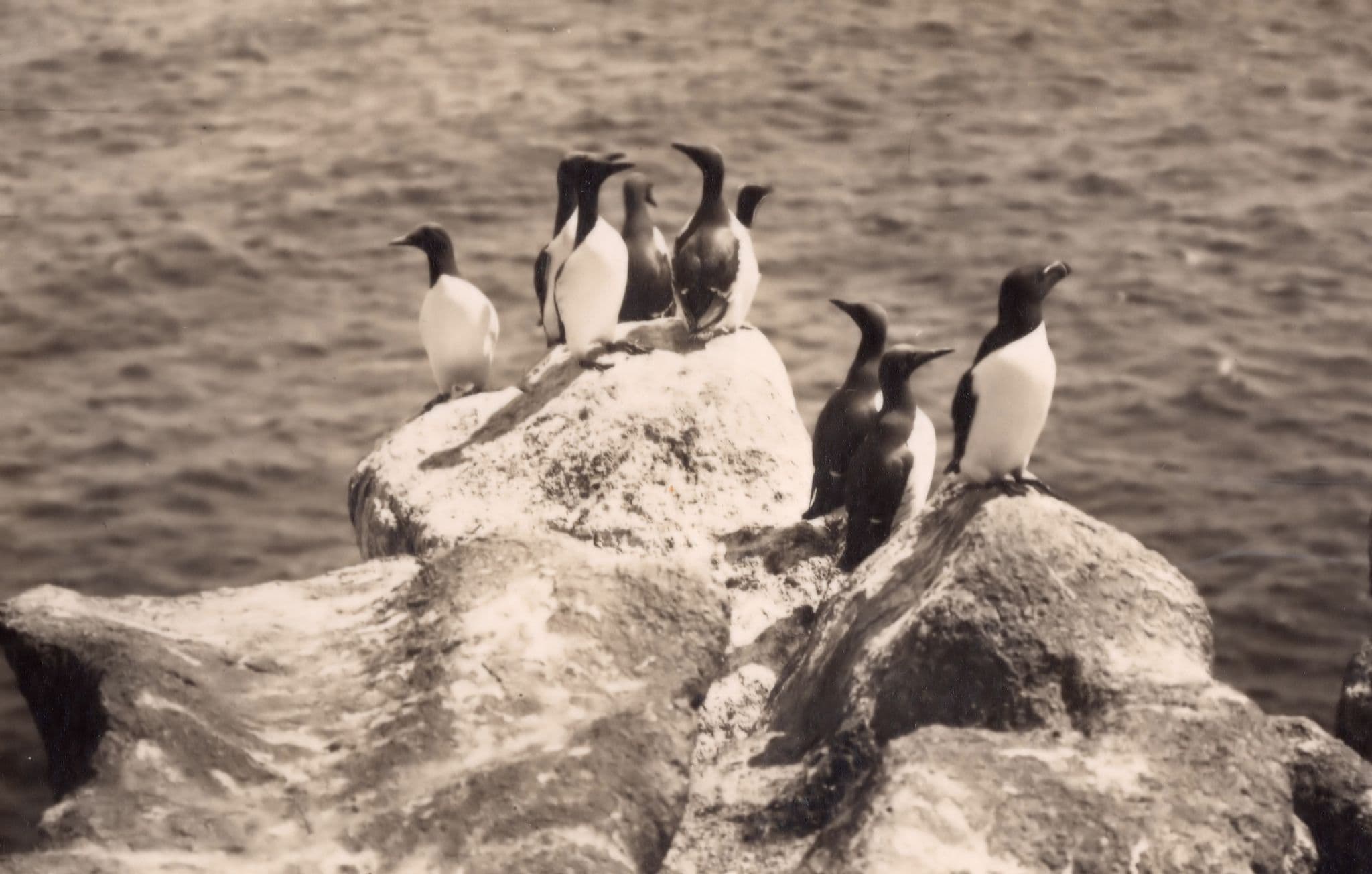 Gathering Of Razorbill Guillemot Bird Old Birds Photo Postcard