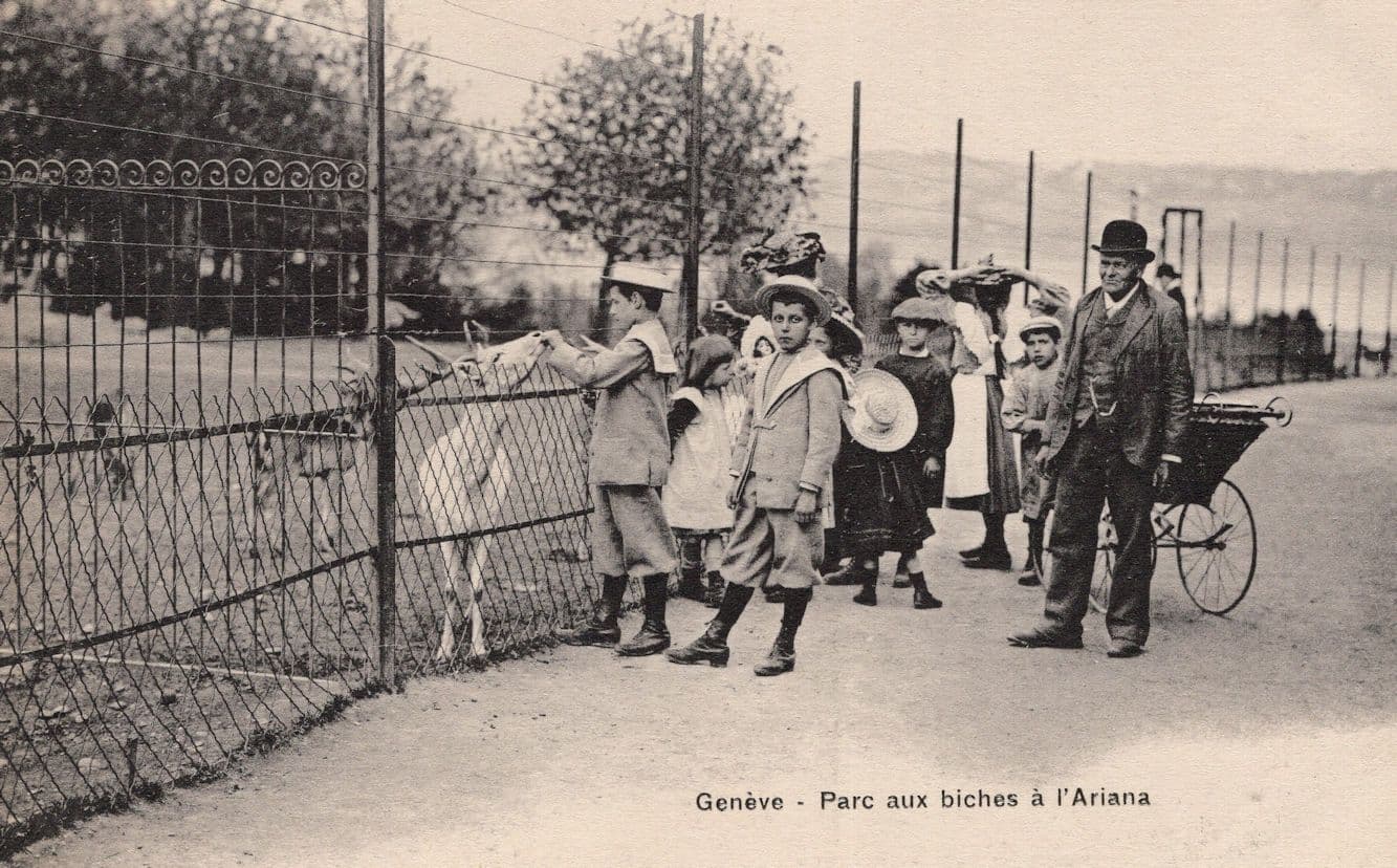 GenÔøΩve Parc Aux Biches ÔøΩ lÔøΩAriana Genf Switzerland Bears Old Postcard