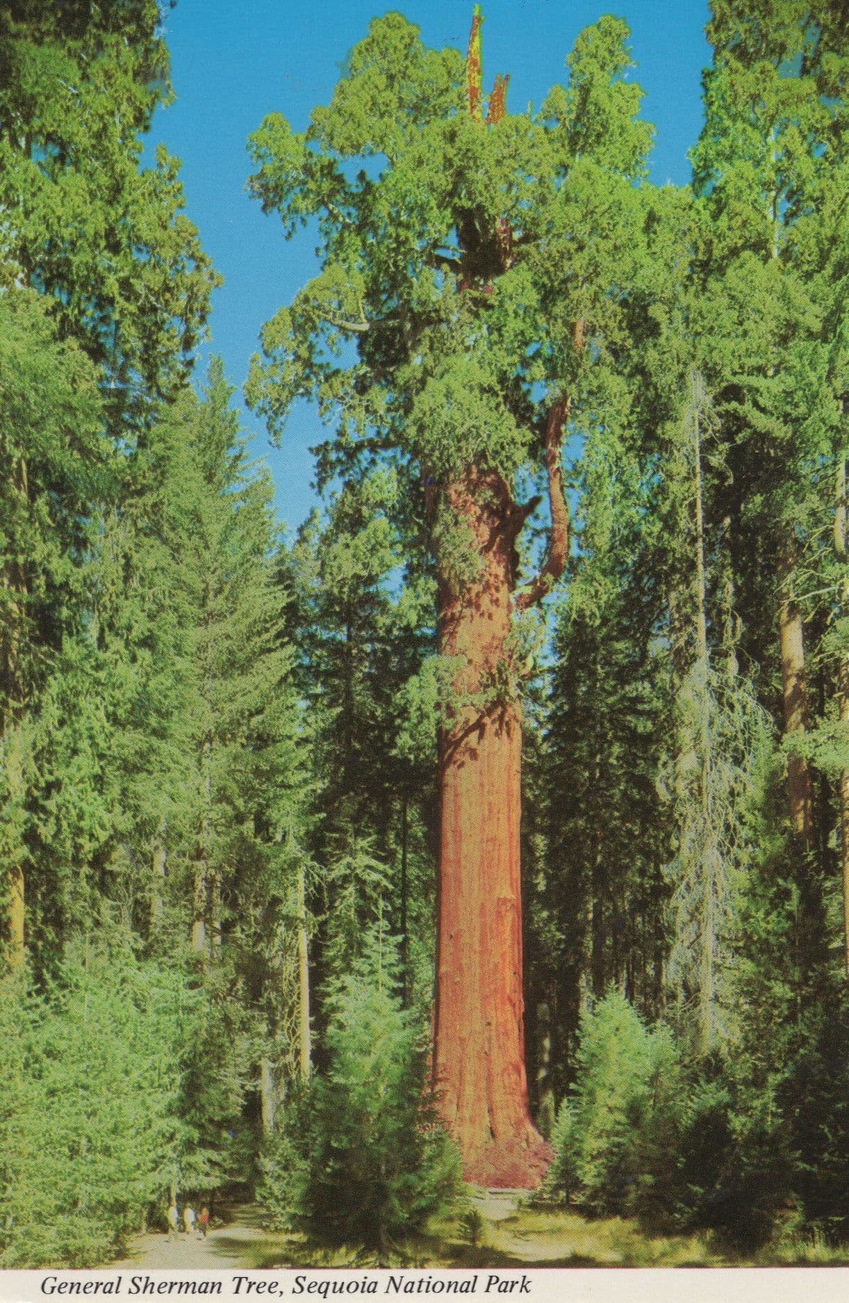 General ShErman Big Tree Grove Santa Cruz California USA Postcard