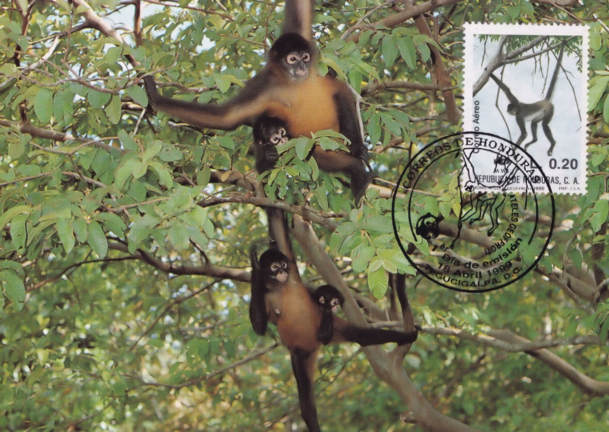 Geoffreys Black Handled Spider Monkey Honduras WWF Stamp FDC Postcard