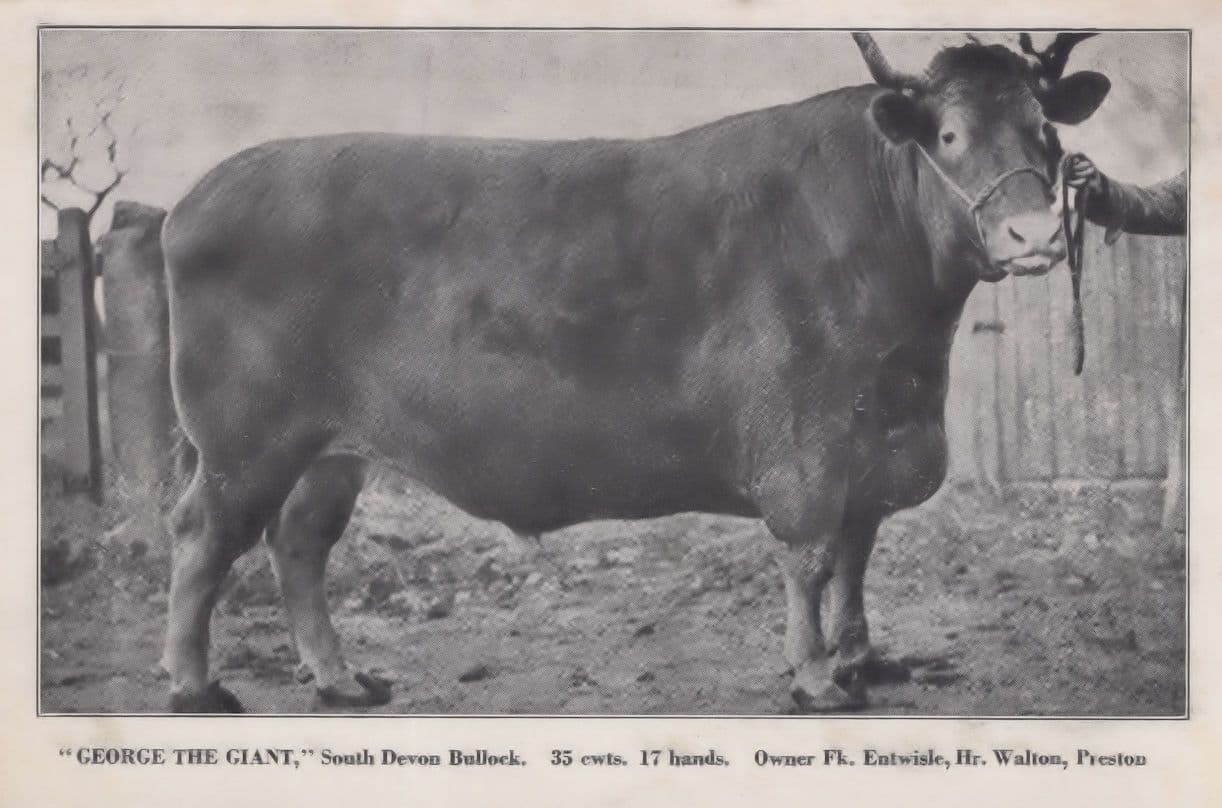 George The Giant Bullock Farm Cow Preston Plain Back Postcard