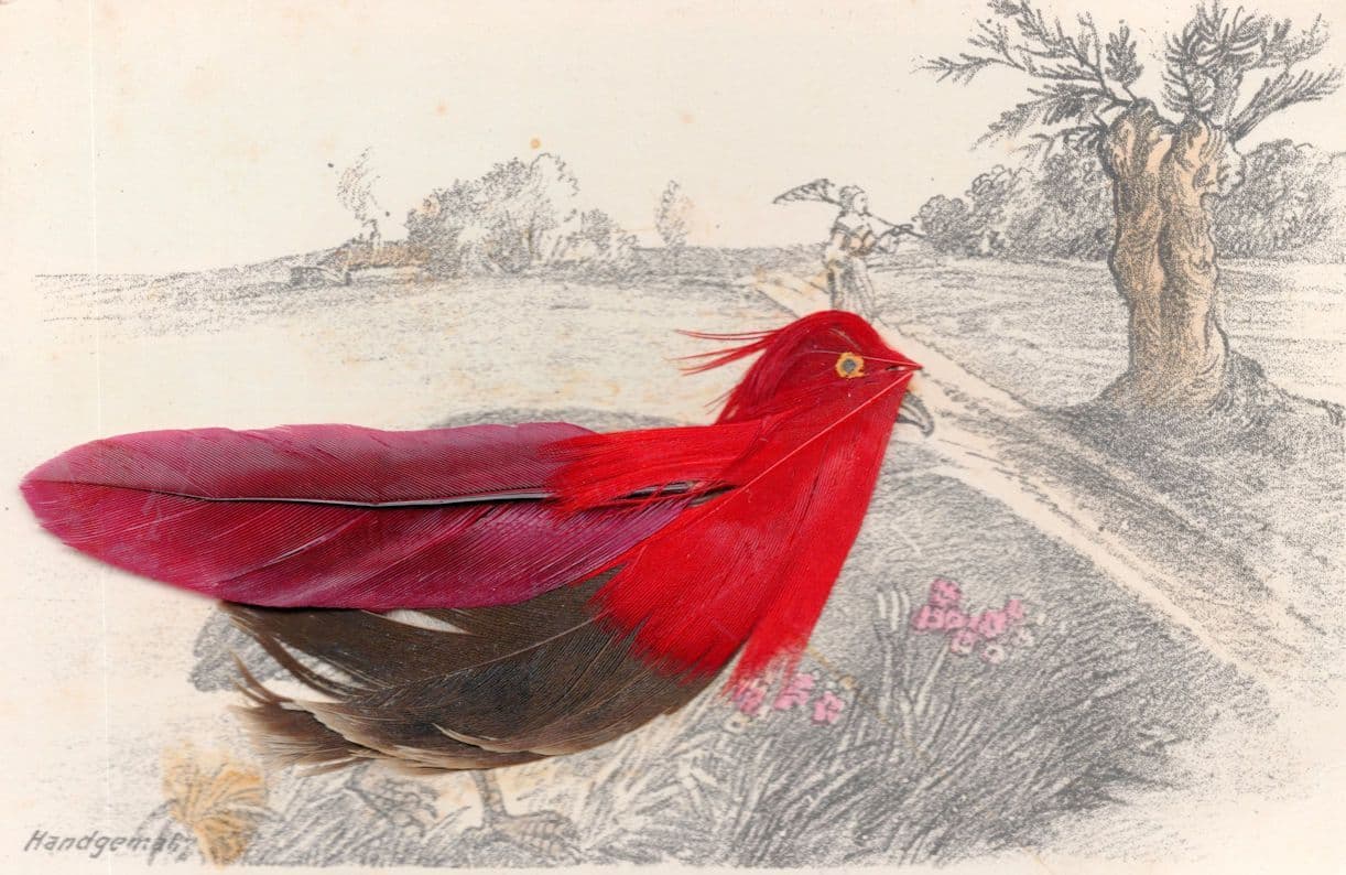 German Amazing Giant Red Garden Bird Real Feathers Old Postcard