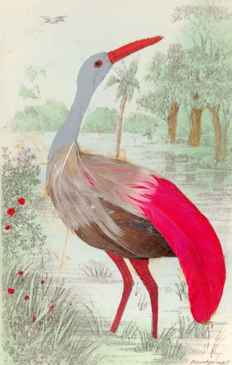German Amazing Ostrich River Pink Bird Antique Real Feathers Postcard