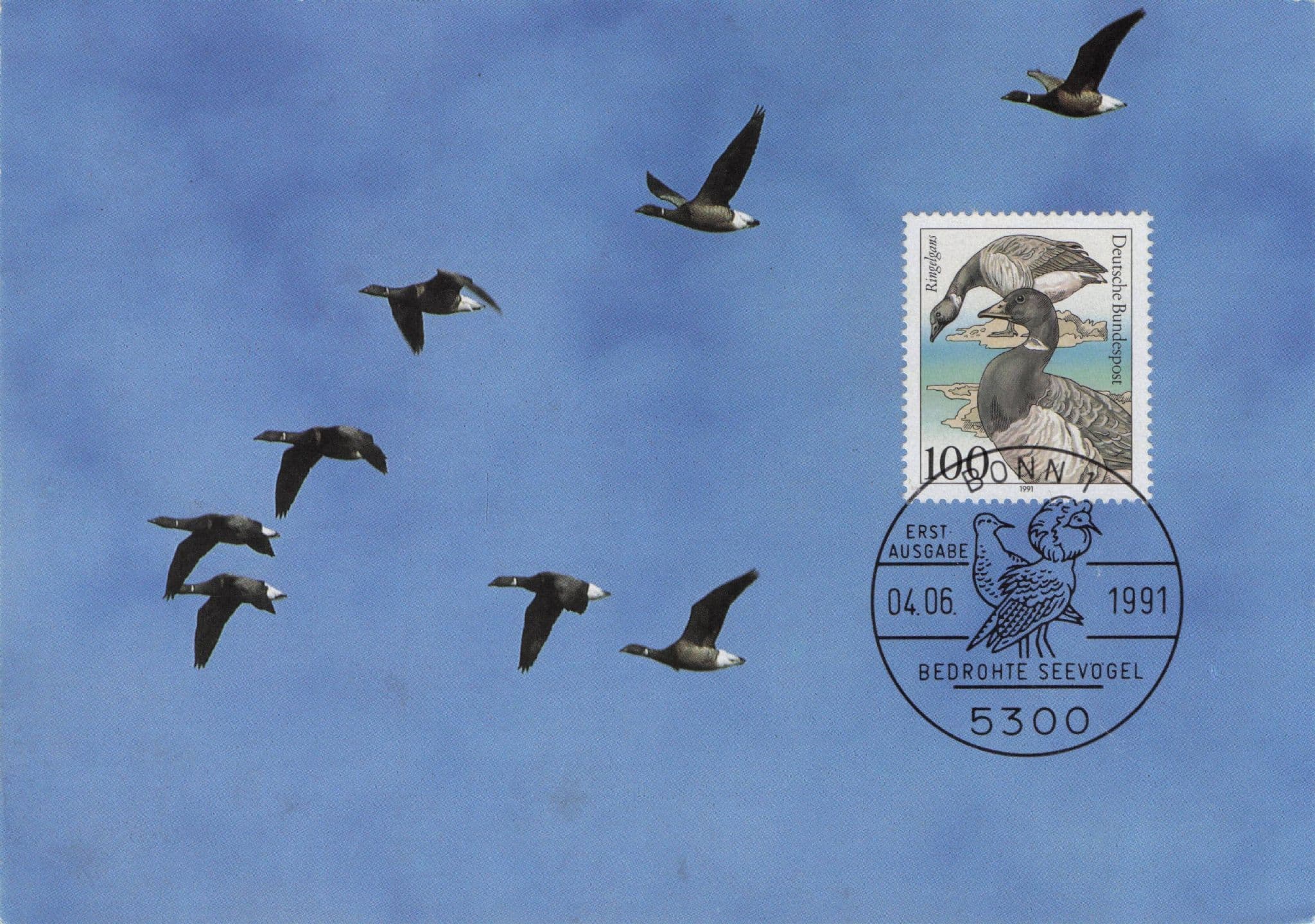 German Brant Bird Ringseigans Bonn First Day Cover FDC Postcard