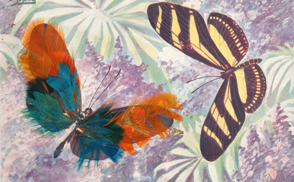 German Butterfly With Real Bird Feather Wings Insect Old Postcard