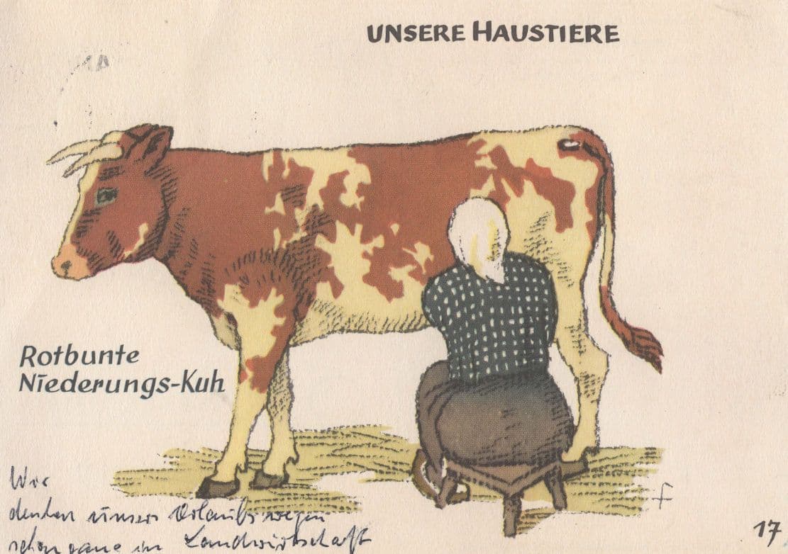 German Dairy Farming Milking A Cow 1960s Postcard