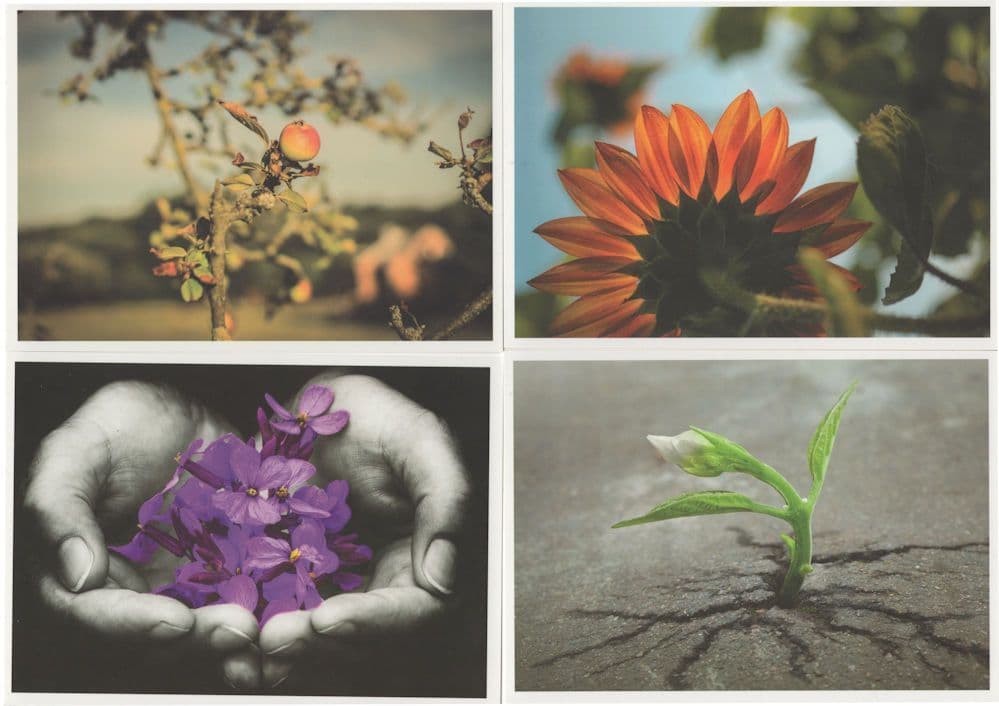 German Flower Growing In Concrete 4x Unique Plants Art Postcard s