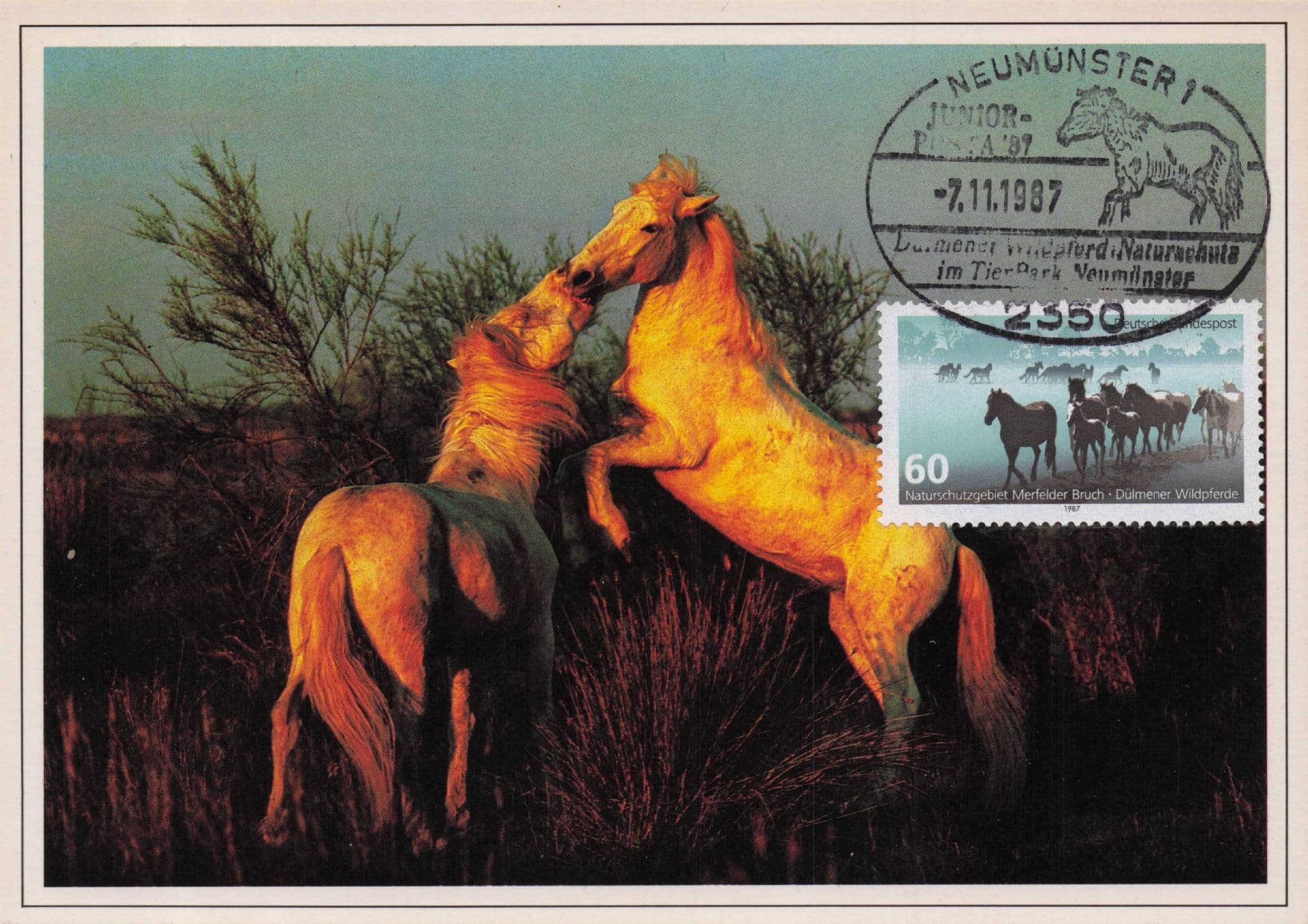 German Horses Kissing Neumunster Rare Animal FDC Postcard