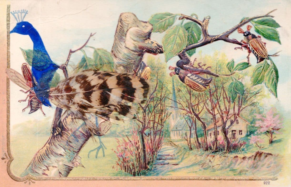 German Real Feathers Peacock Bird & Insects Beetles Antique Postcard