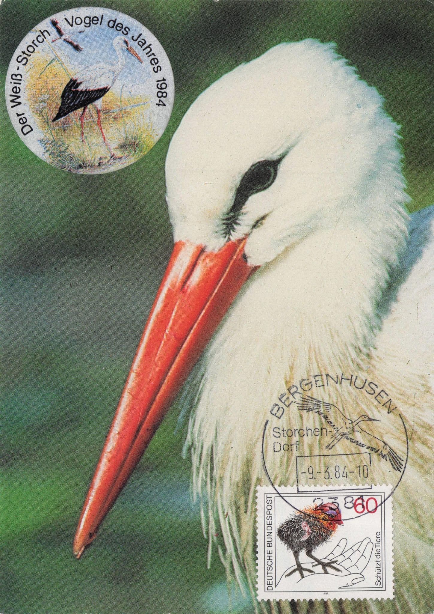 German Red Beak Bird Bergenhusen Vogel Des Jahres 1984 FDC Postcard