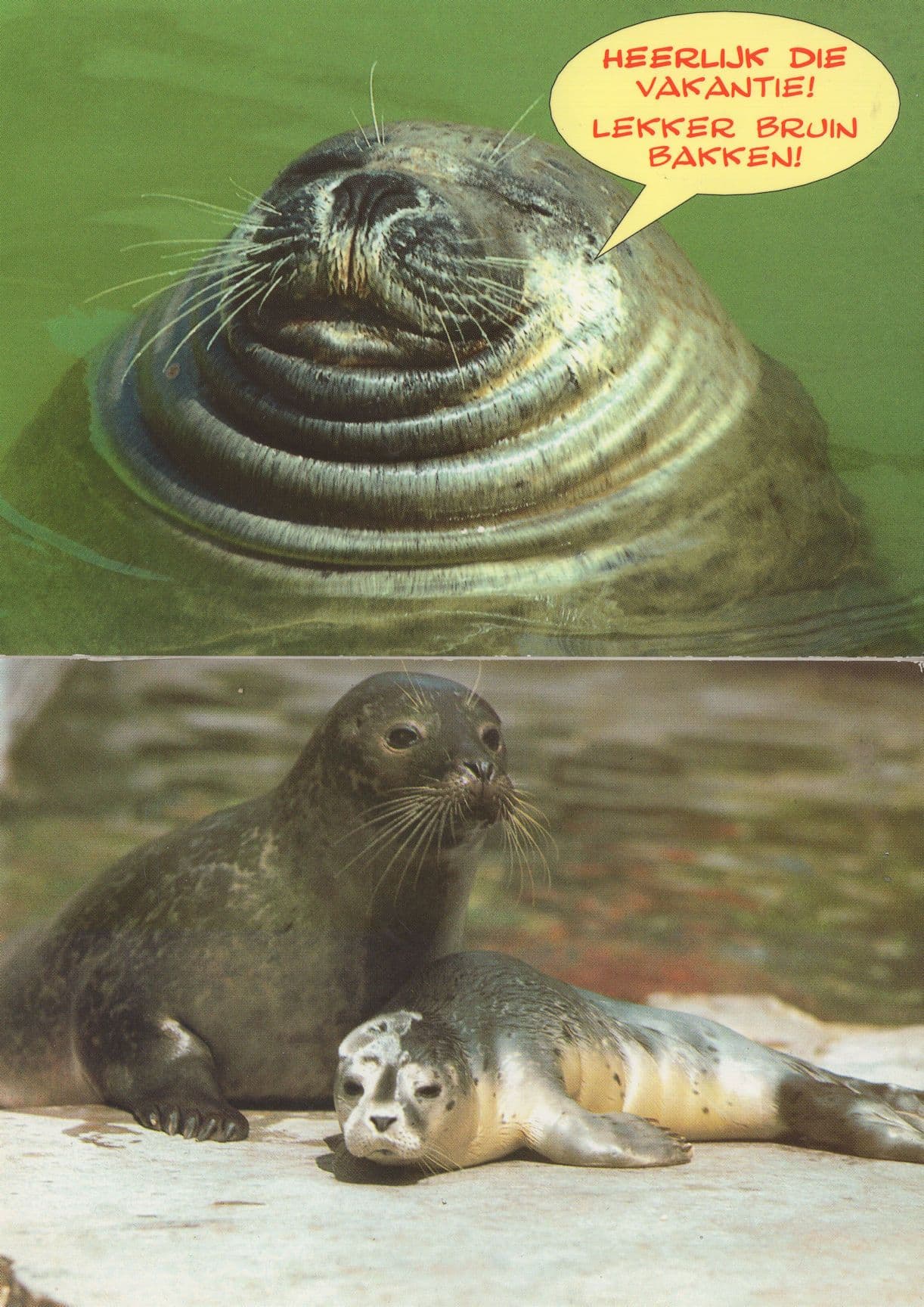German Sea Lion Comic Stuttgart 2x Sealion Postcard s