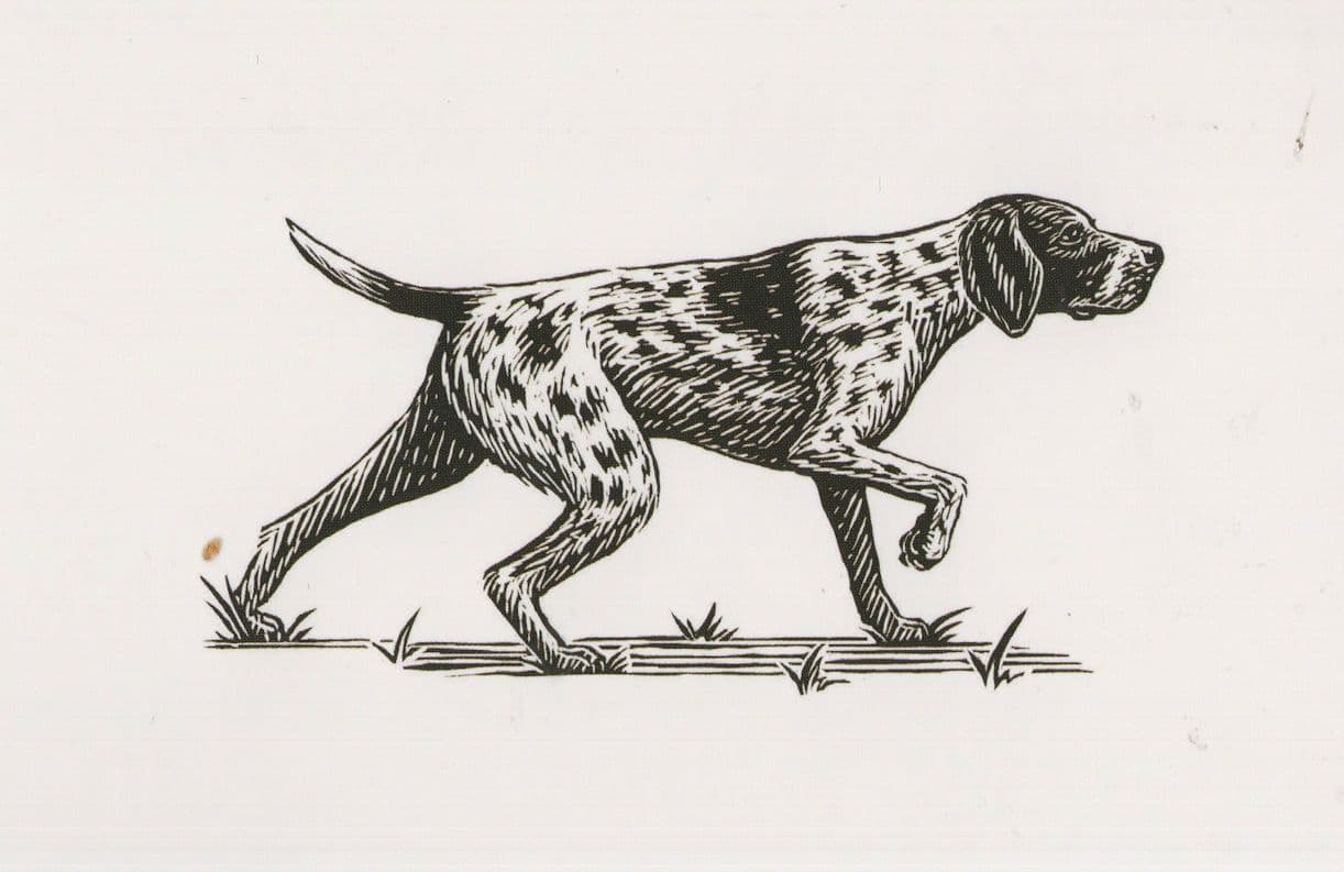 German Shorthaired Painter Dog Sketch Postcard