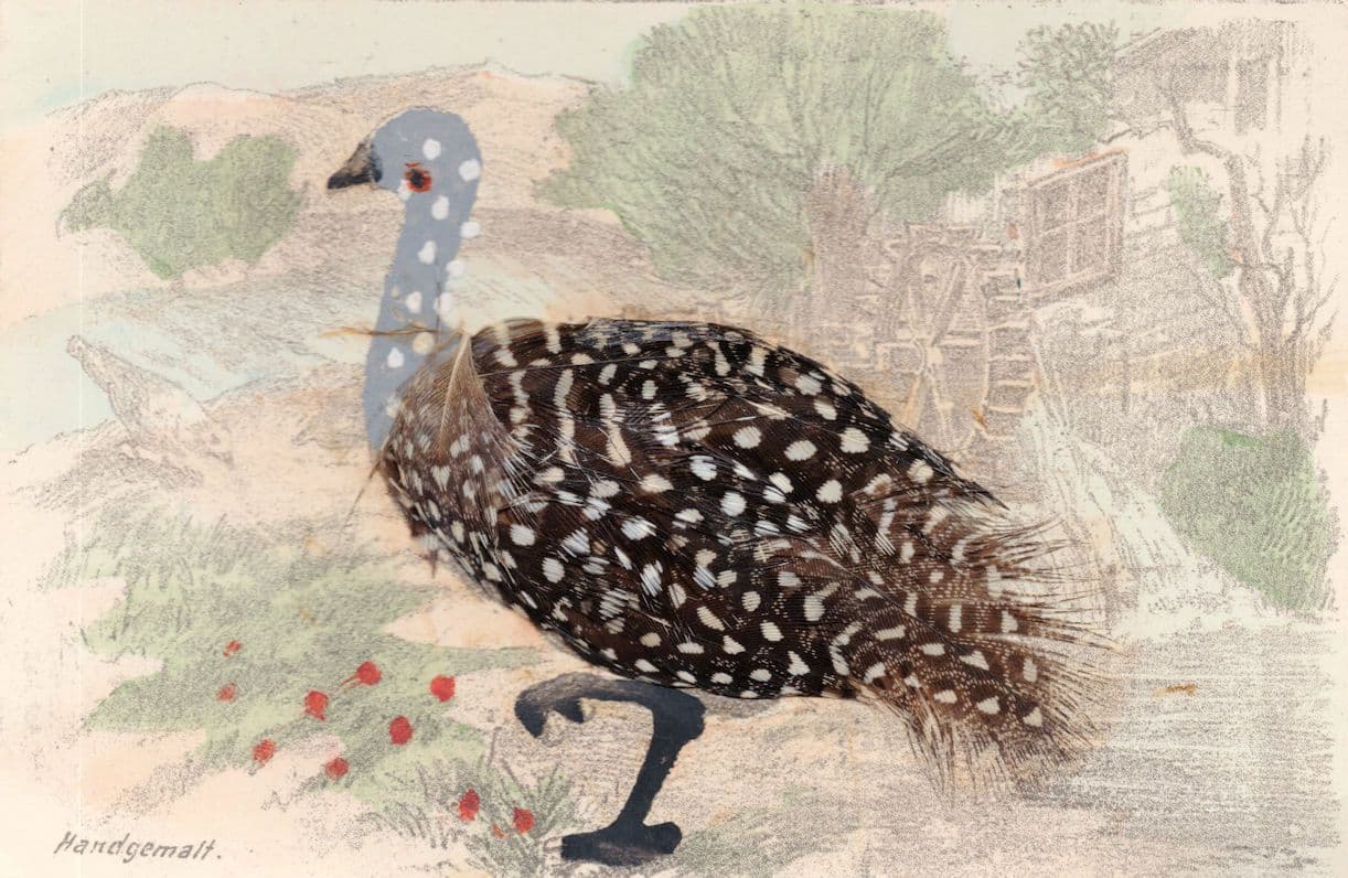 German Spotted Swan At Mill Water Wheel Real Feathers Hand Painted Postcard