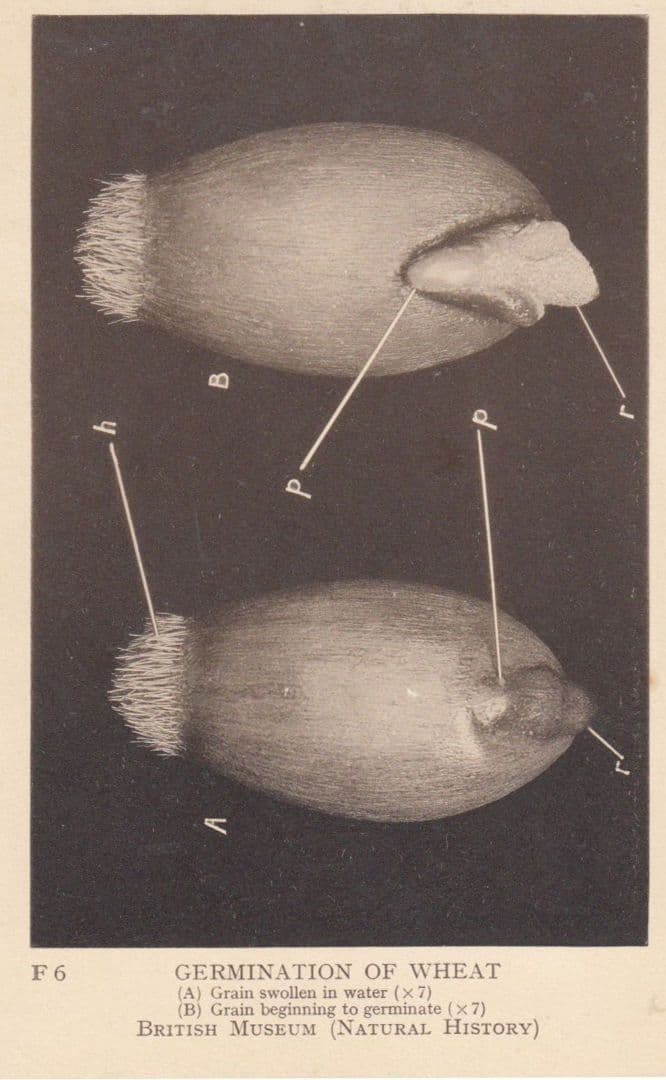 Germination Of Wheat Seed Grain Swollen In Water Antique British Museum Postcard