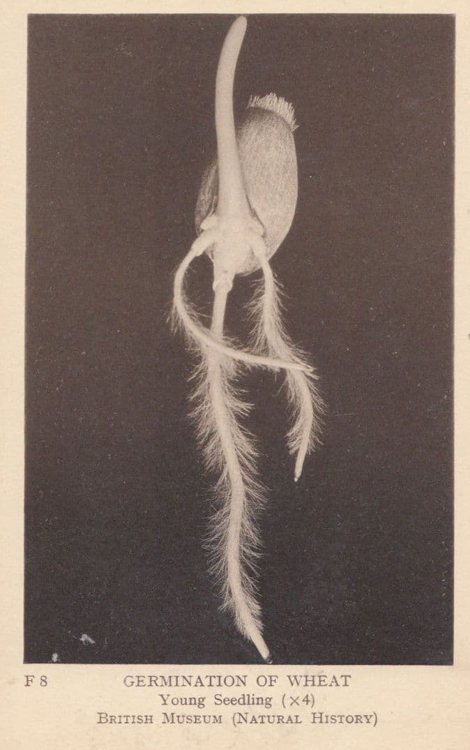 Germination Of Wheat Seed Young Seedling Growing Antique British Museum Postcard