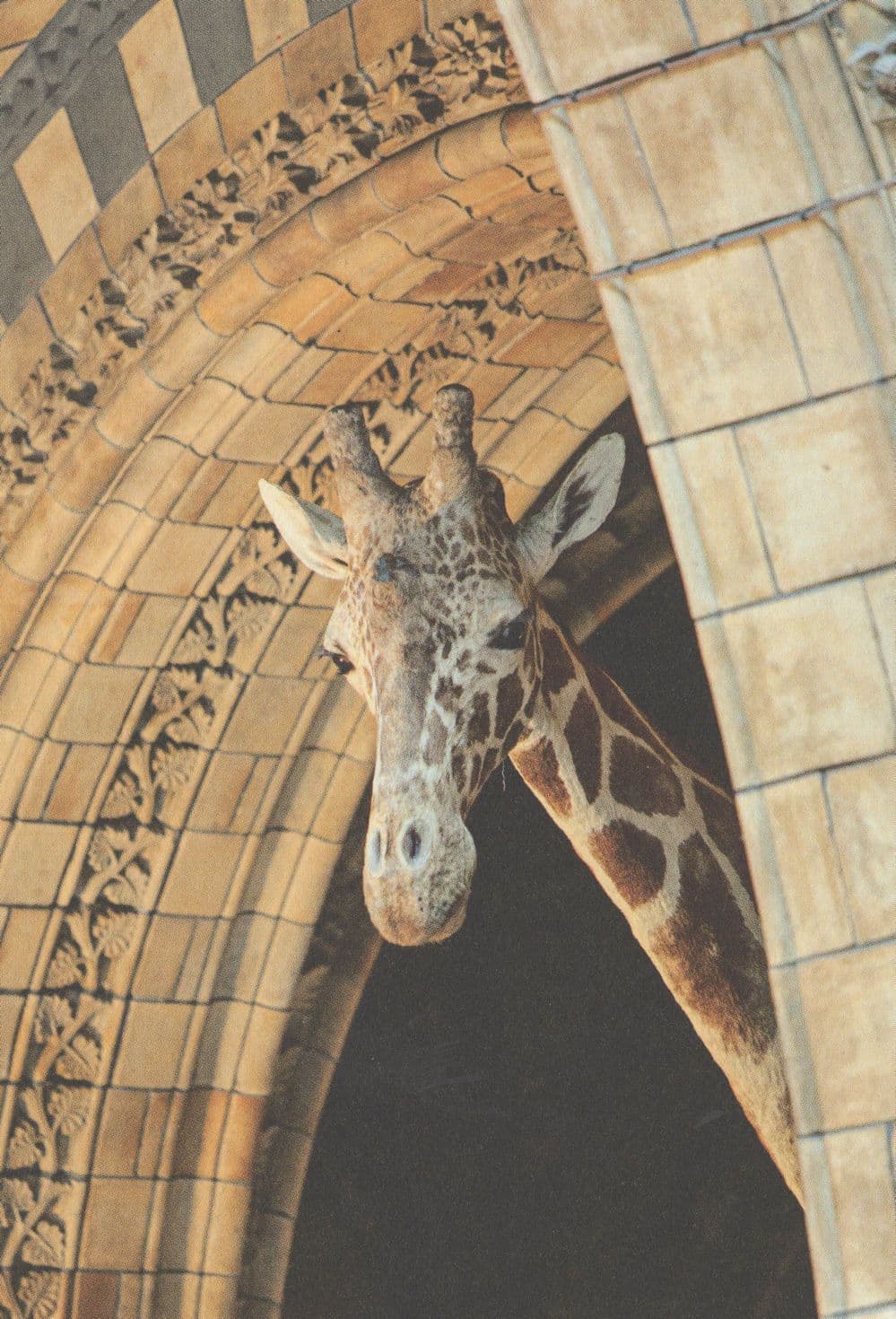 Giant Giraffe London Natural History Museum Specimen Postcard