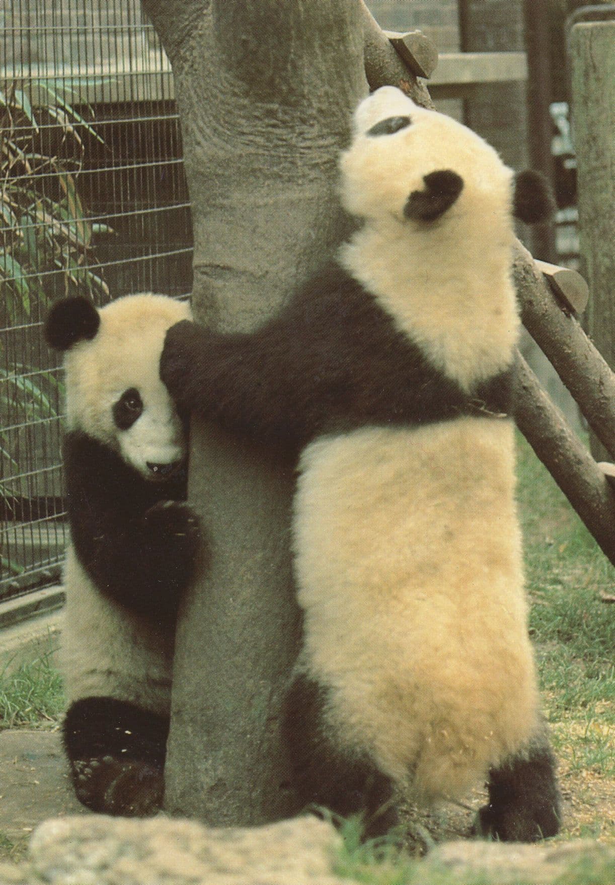 Giant Pandas Playing At London Zoo Rare Postcard