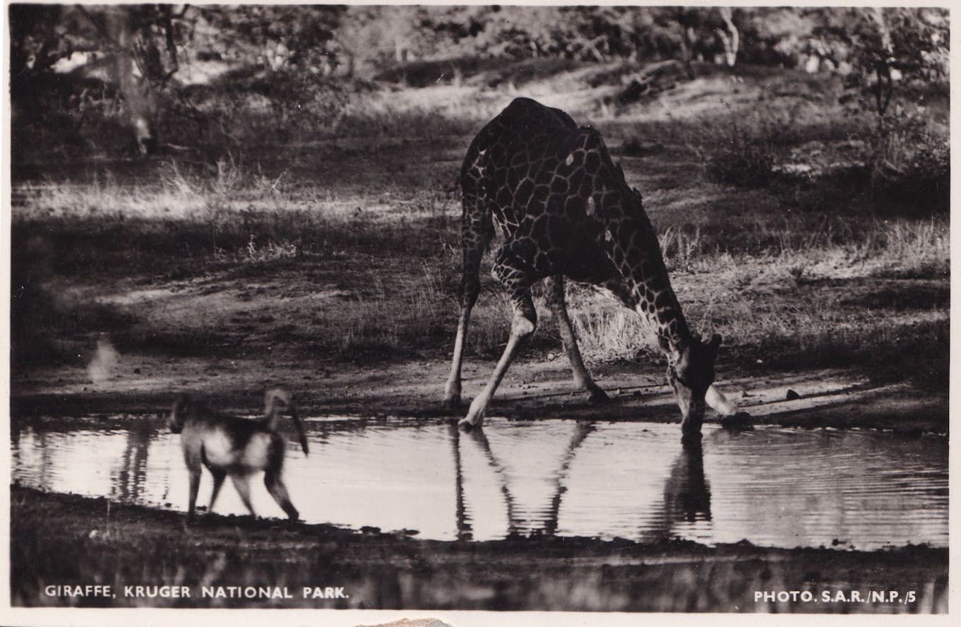 Giraffe Drinking at Kruger National Park Real Photo Old Postcard