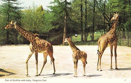 Giraffe Giraffes Paignton Zoo Devon Postcard