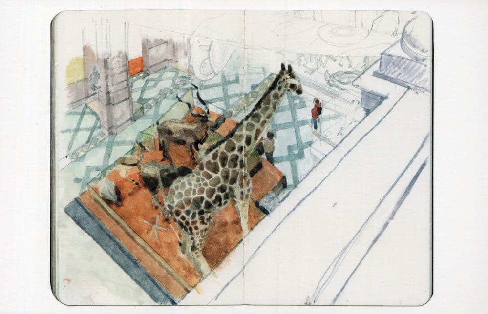 Giraffe Kelvingrove Scottish Museum Glasgow Scottish Painting Postcard