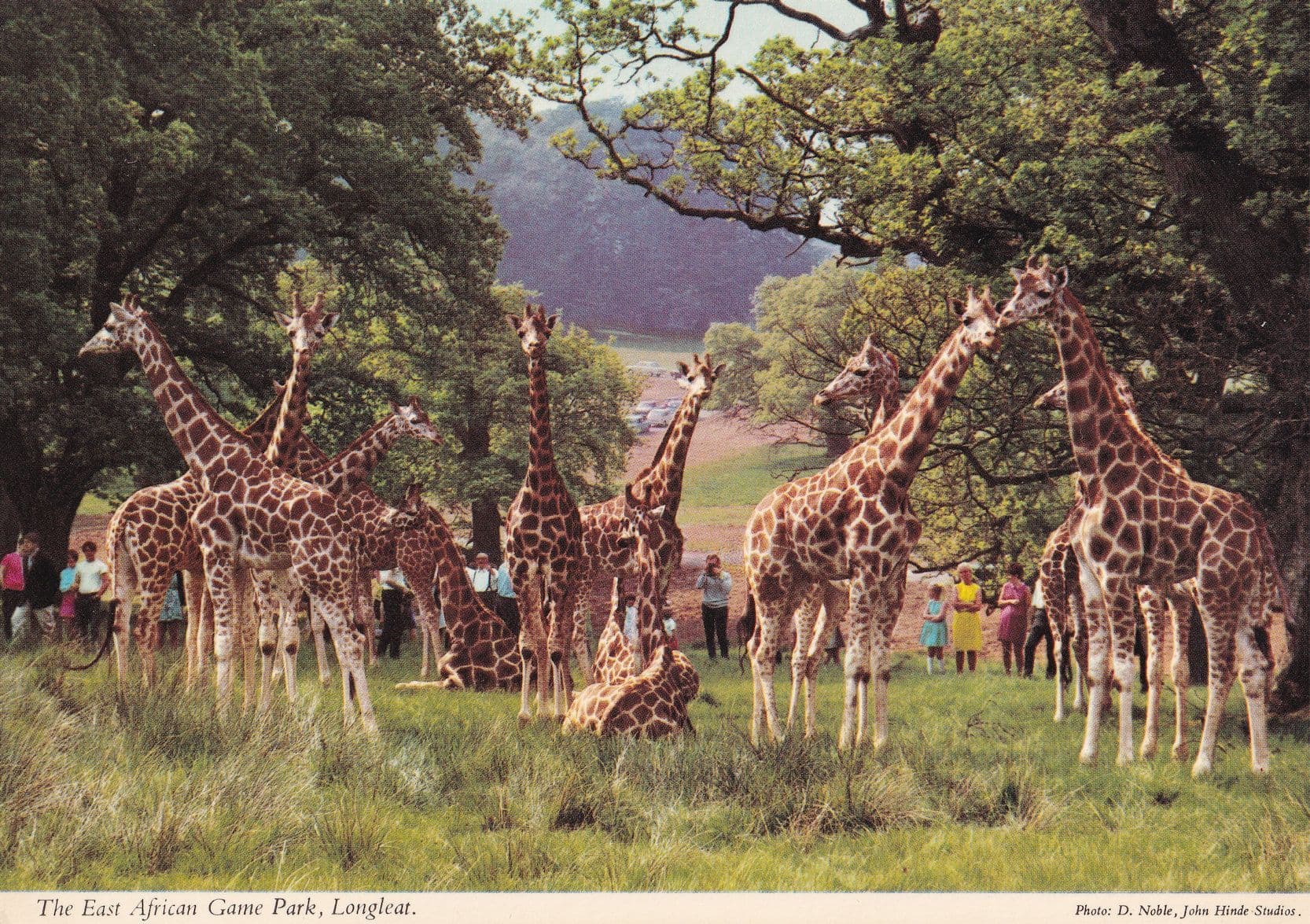 Giraffes  at Longleat Zoo Wiltshire Postcard