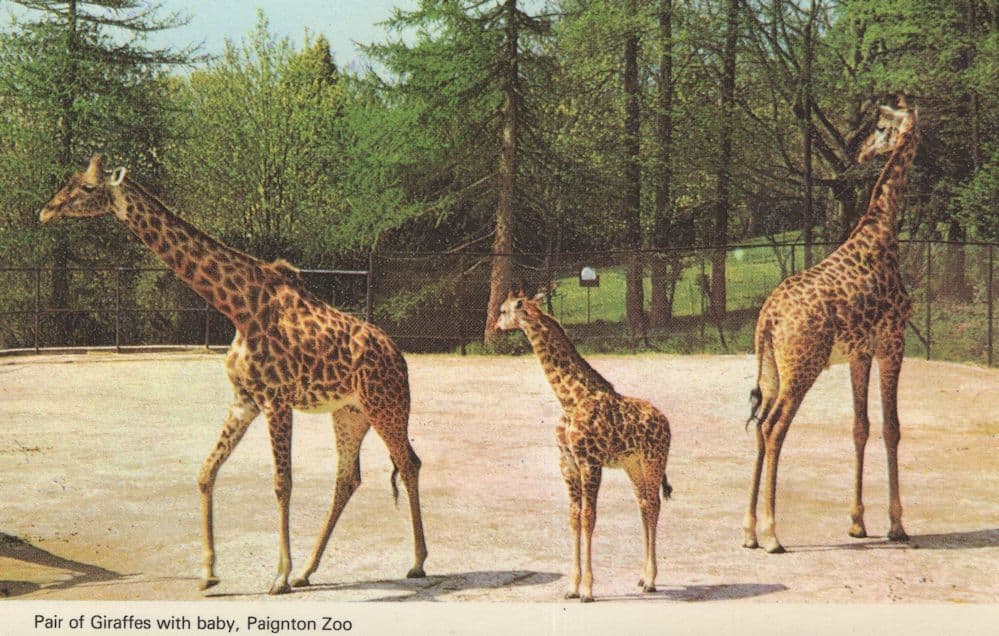 Giraffes & Baby at Paignton Zoo 1970s Rare Postcard
