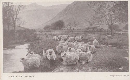 Glen Rosa Brodick Sheep Antique Old Postcard