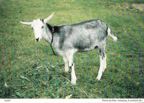 Goat Sheep At Furzefield Herts Hertfordshire Womens Institute Postcard