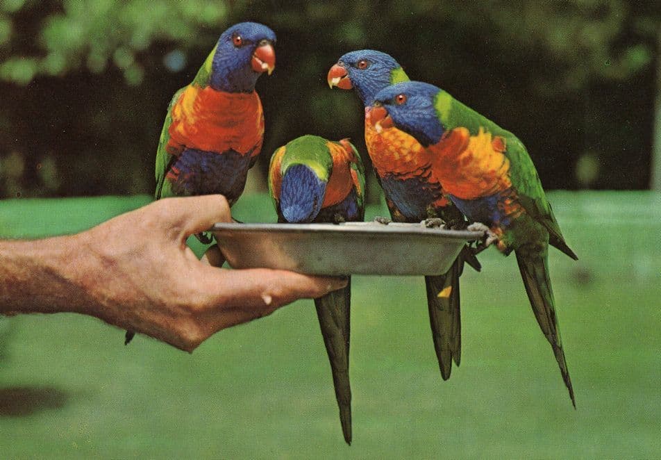 Gold Coast Budgies Parrot Queensland Australia Feeding Time Bird Postcard