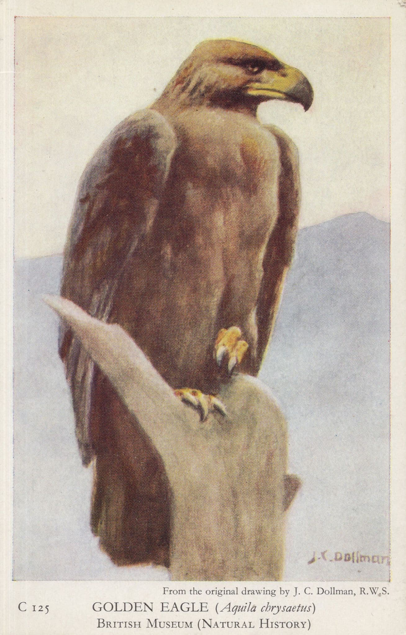 Golden Eagle Bird Antique London British Museum Postcard