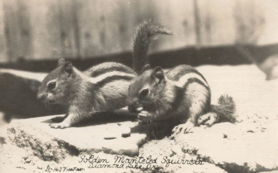 Golden Mantled Squirrels Diamond Lake Oregon Real Photo USA Postcard