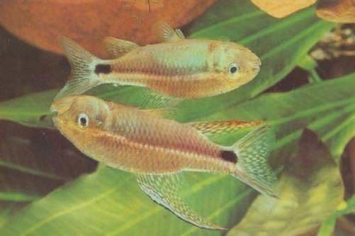 Goldfish German Unique Fish In Tank Germany Postcard