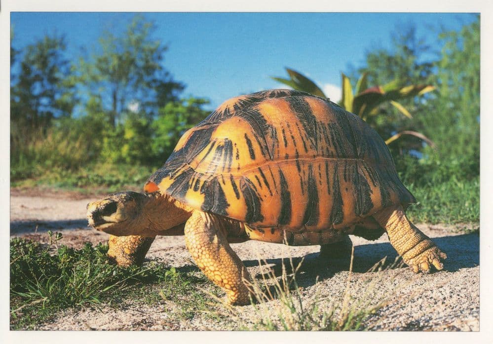 Gonfaron France French Tortue Yellow Tortoise Rare Postcard