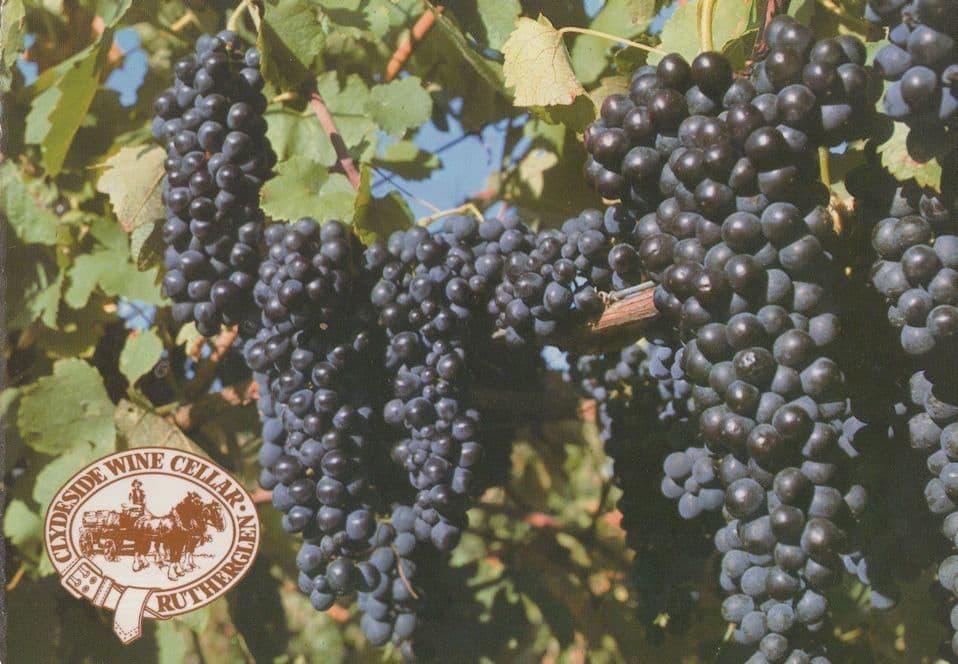 Grapes at Seppelts Rutherglen Wine Winery Australian Postcard