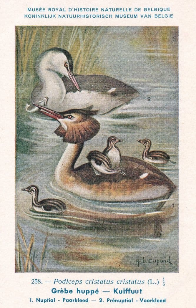 Great Crested Grebe Podiceps Cristatus WW2 Bird Vintage Rare Postcard